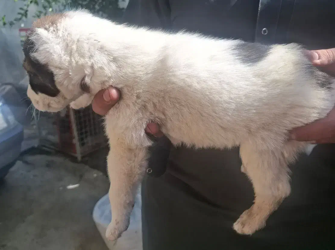 توله سگ آلابای|سگ|زاهدان, |دیوار