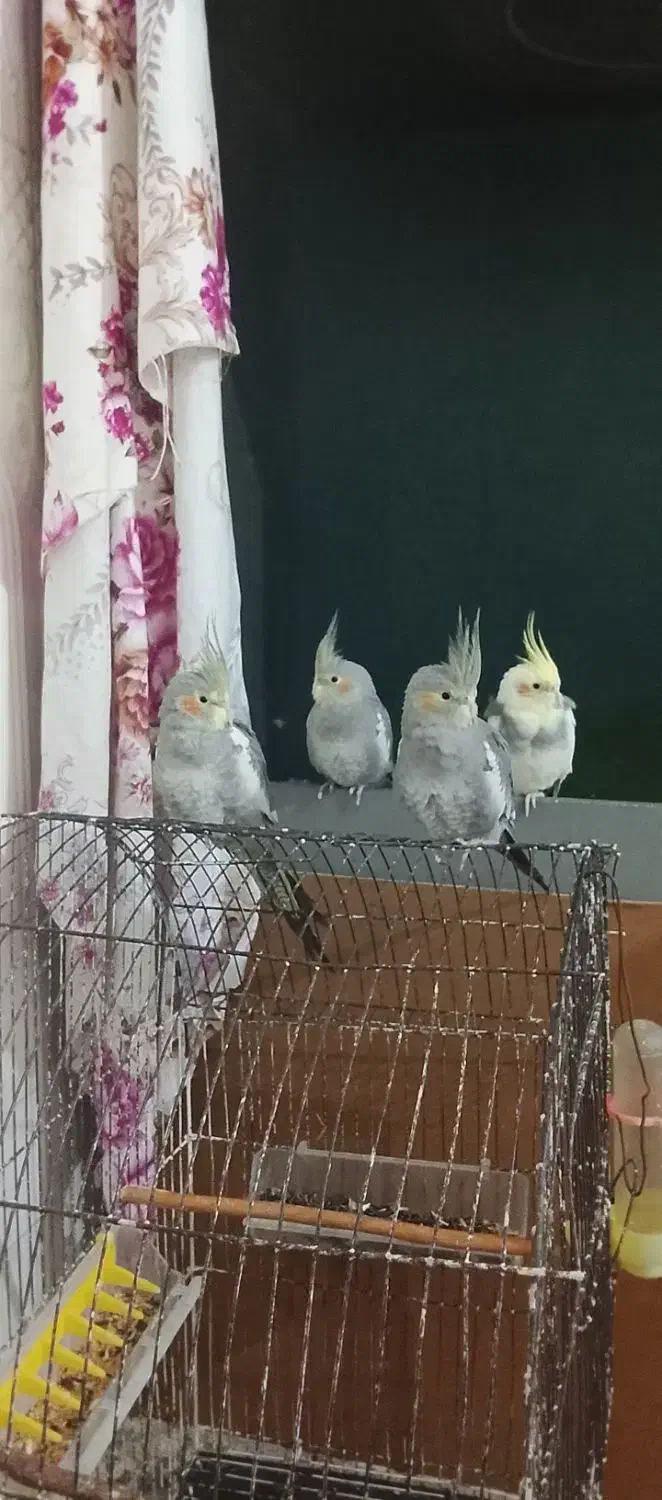 عروس هلندی|پرنده|آبادان, |دیوار