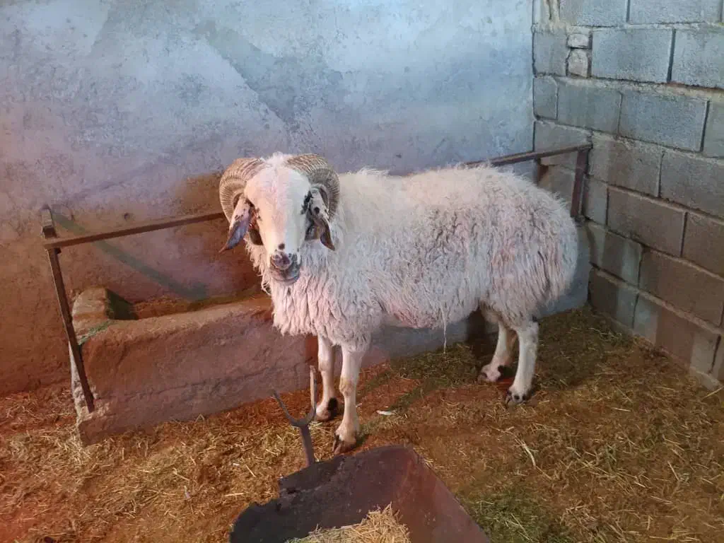 قوچ|حیوانات مزرعه|بافت, |دیوار