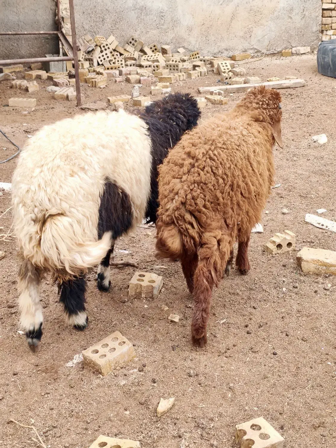 دوعدد بره نر و ماده درجه یک|حیوانات مزرعه|اهواز, منازل کارون|دیوار