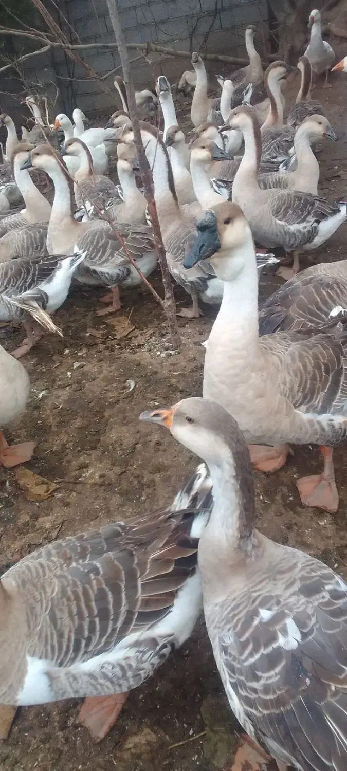 غاز مولدقوغازاکراینی غاز دورگه قوغازسفیدغازمحلی|حیوانات مزرعه|آستانه اشرفیه, |دیوار