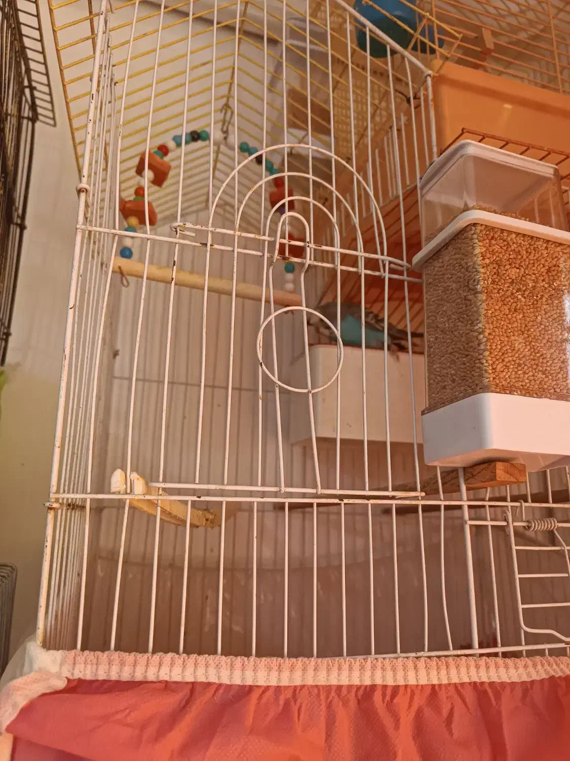 تعداد 9عدد مرغ عشق بفروش می رسد|پرنده|میانه, |دیوار