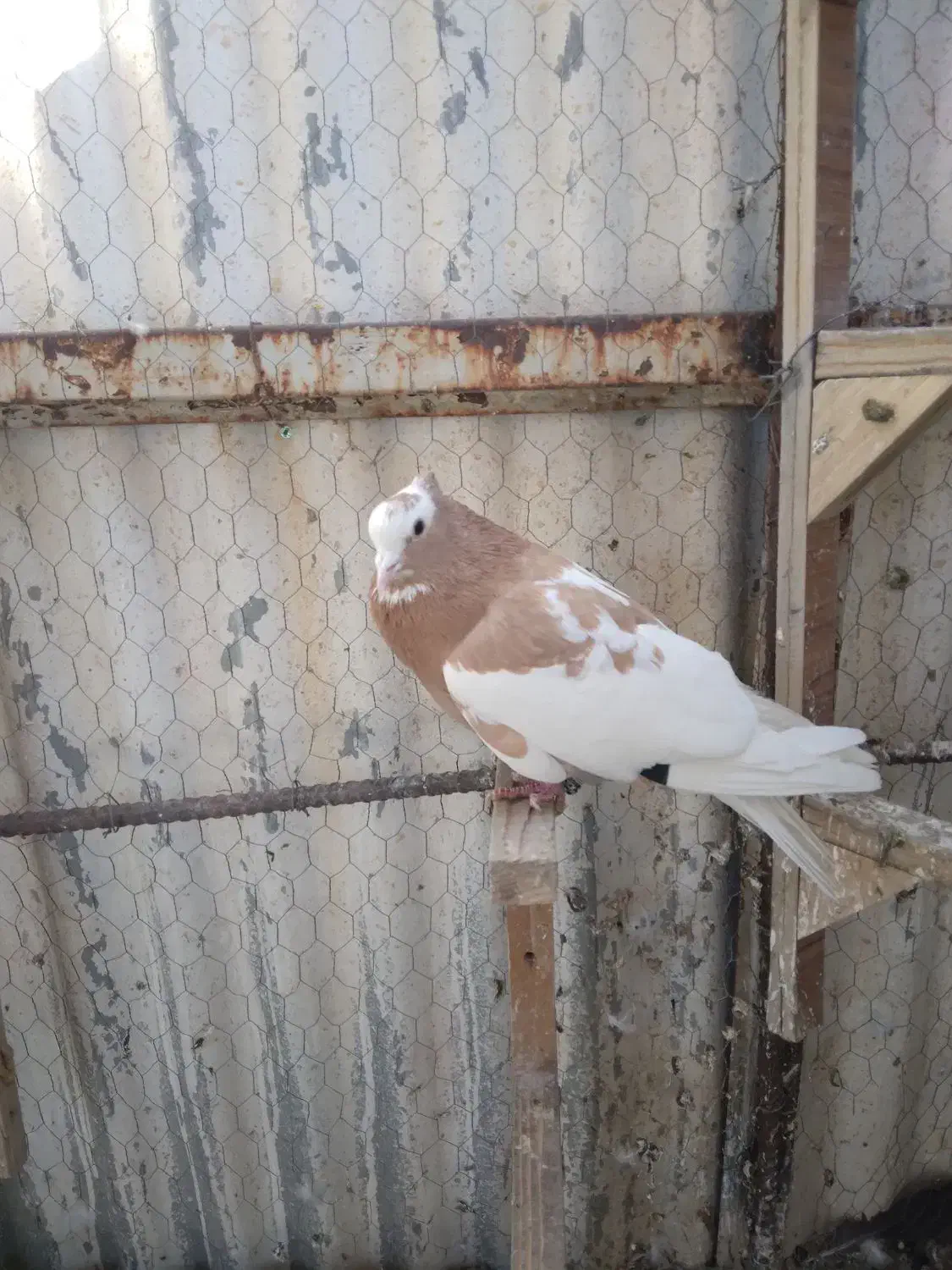 بهبهانی طوقی وشهری قهوه ای وسرور|پرنده|شیراز, اکبر آباد|دیوار