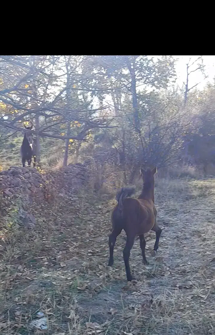 اسب مادیان|اسب و تجهیزات اسب‌سواری|مشگین شهر, |دیوار