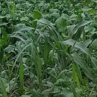 ۱۲کیسه گندم سبلان مخصوص دان|خوردنی و آشامیدنی|ایوان, |دیوار