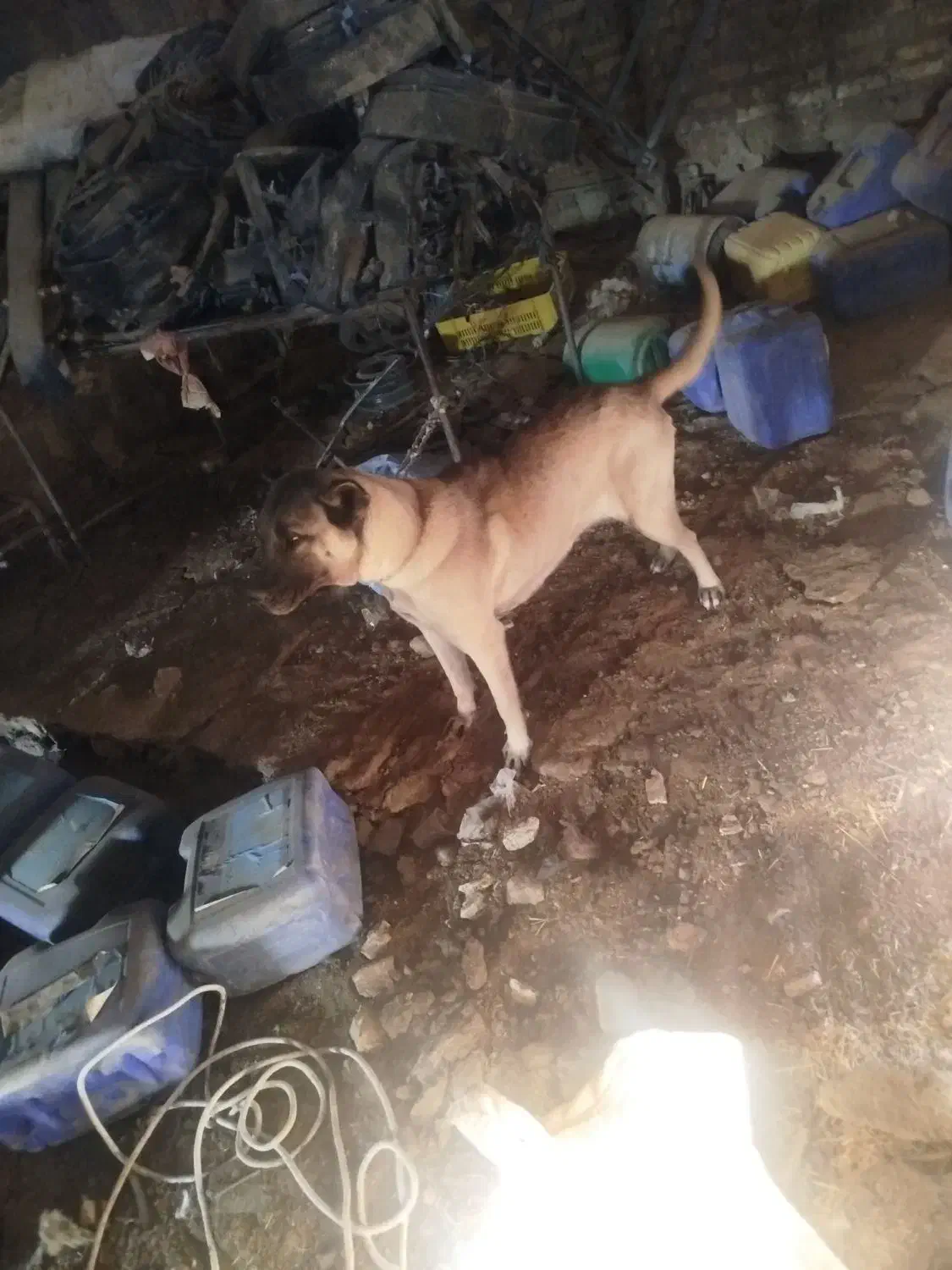 سگ سرابی|سگ|حسن آباد, |دیوار