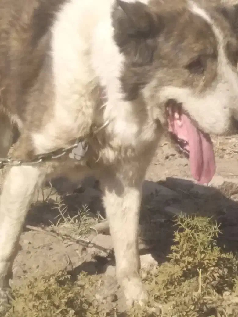 سگ قدرجونی|سگ|نگار, |دیوار