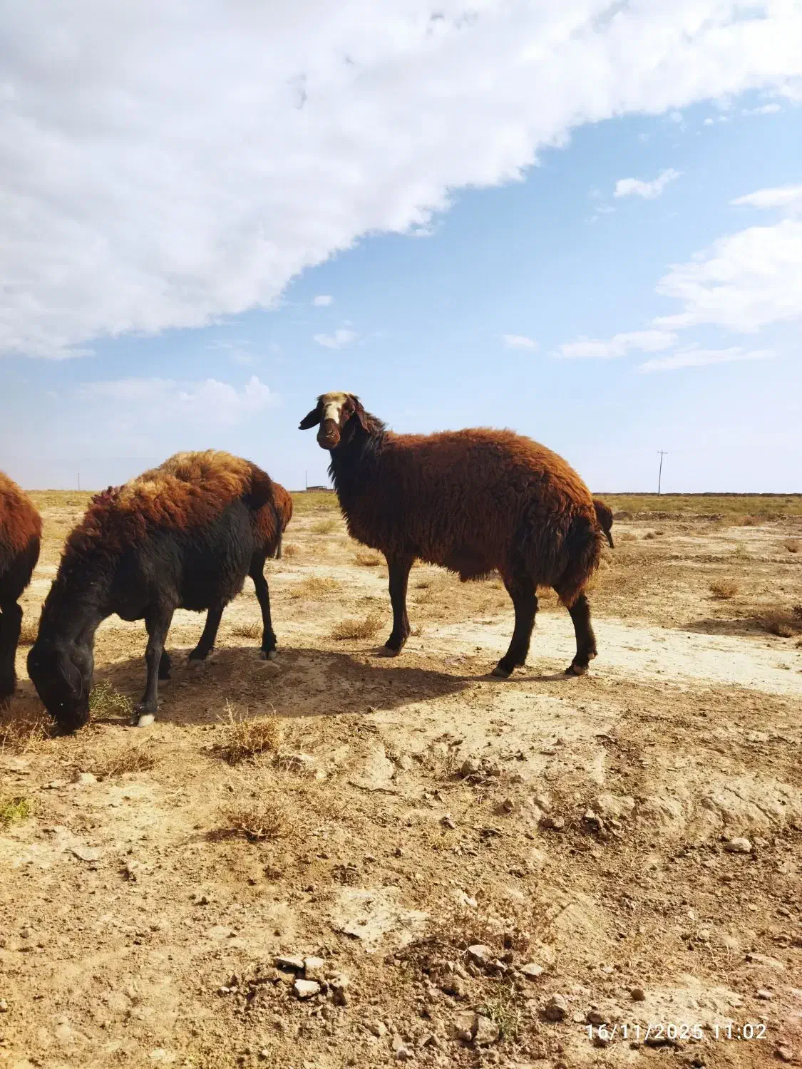 قوچ هترو افشاری|حیوانات مزرعه|فیروزه, |دیوار