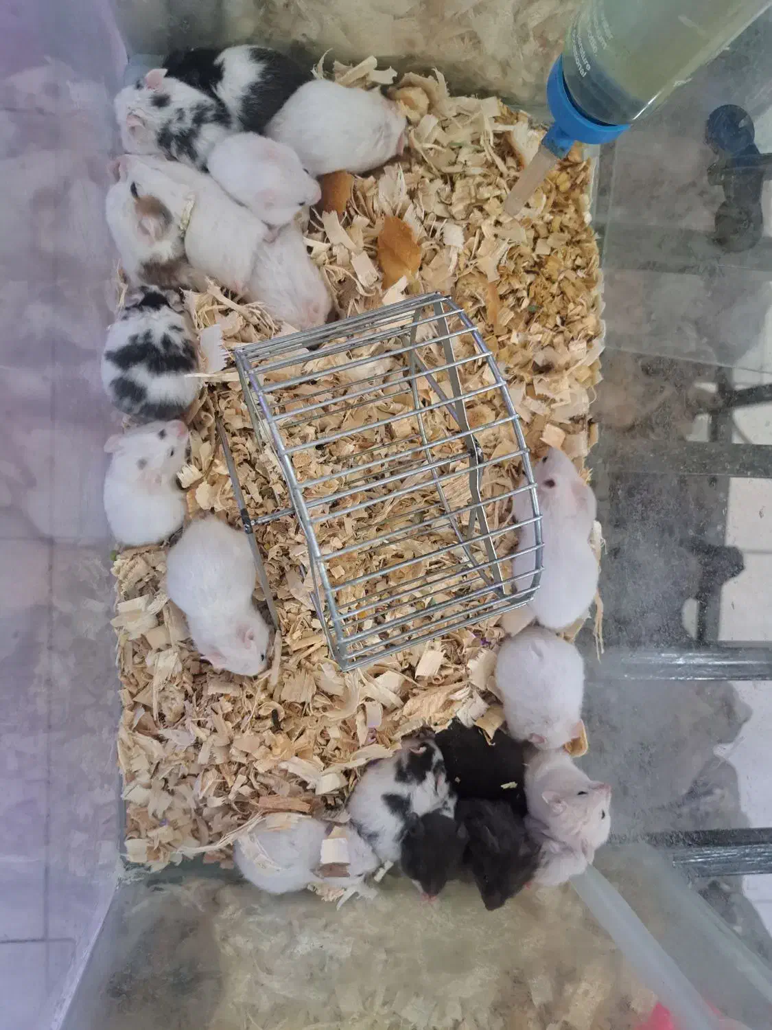 همستر.خوکچه.خرگوش.رت ویستار.موش سوری Aco pet|موش و خرگوش|زنجان, |دیوار