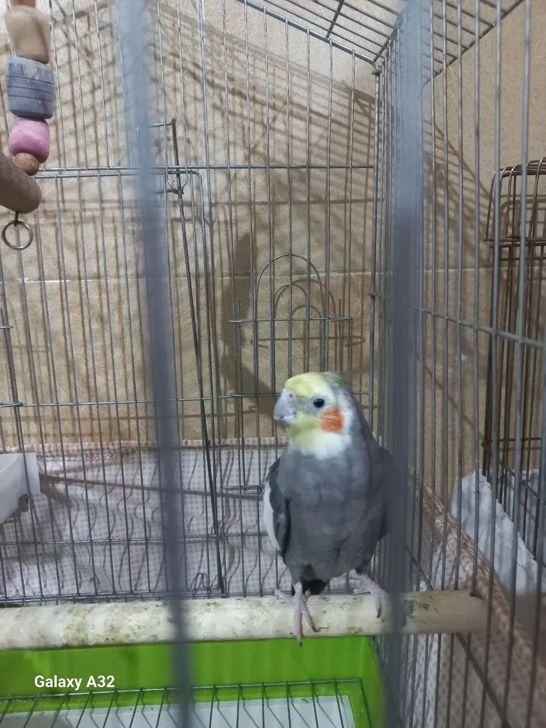 پرنده|پرنده|ماهدشت, |دیوار