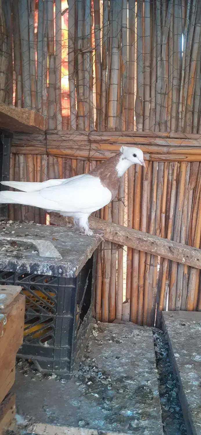 فروش کبوتر|پرنده|بندر ماهشهر, |دیوار