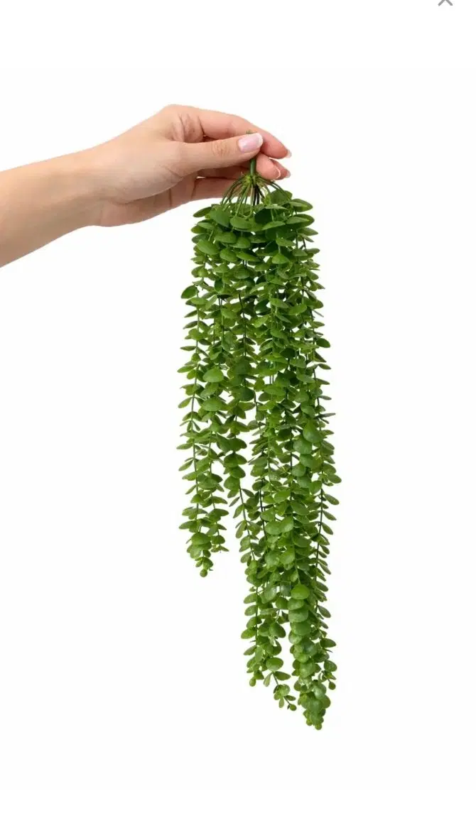 آویز گل|گل مصنوعی|تبریز, |دیوار