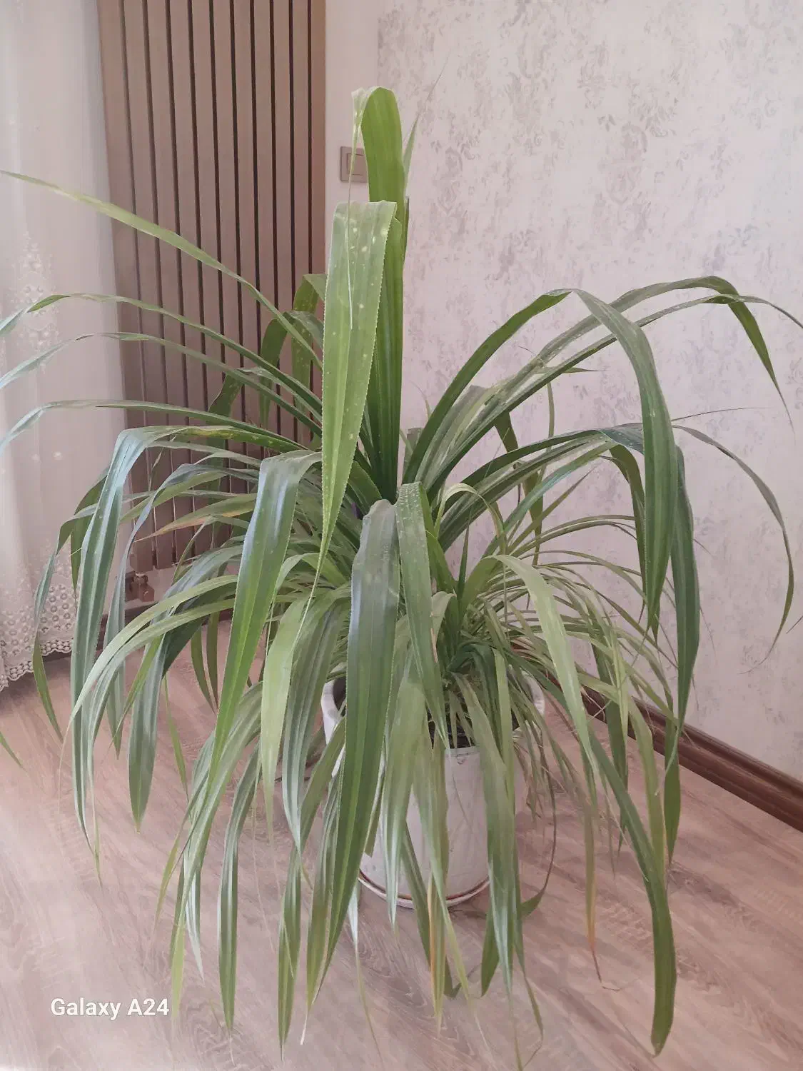 گل پاندانوس|گل و گیاه طبیعی|کرج, گوهردشت|دیوار