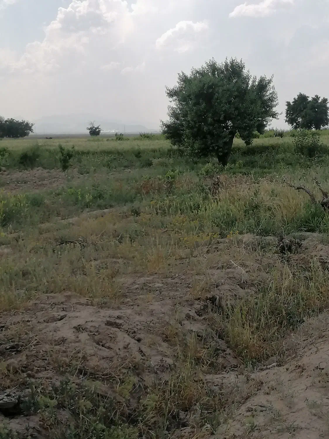 زمین کشاورزی ۸/۵ هکتاری در مامونیه متری ۱۰۰|فروش زمین و ملک کلنگی|تهران, بوستان ولایت|دیوار