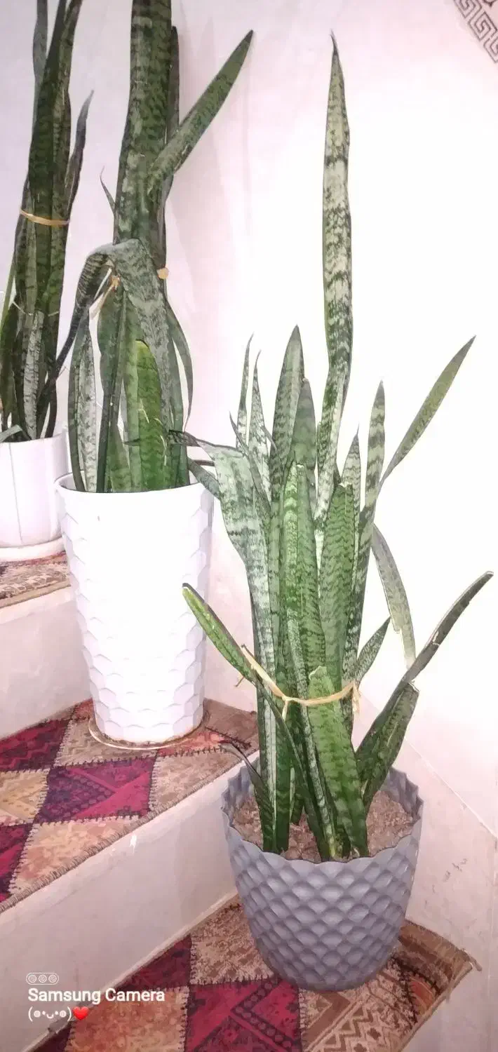 گل سانسورها با گلدان|گل و گیاه طبیعی|ورامین, ورامین|دیوار