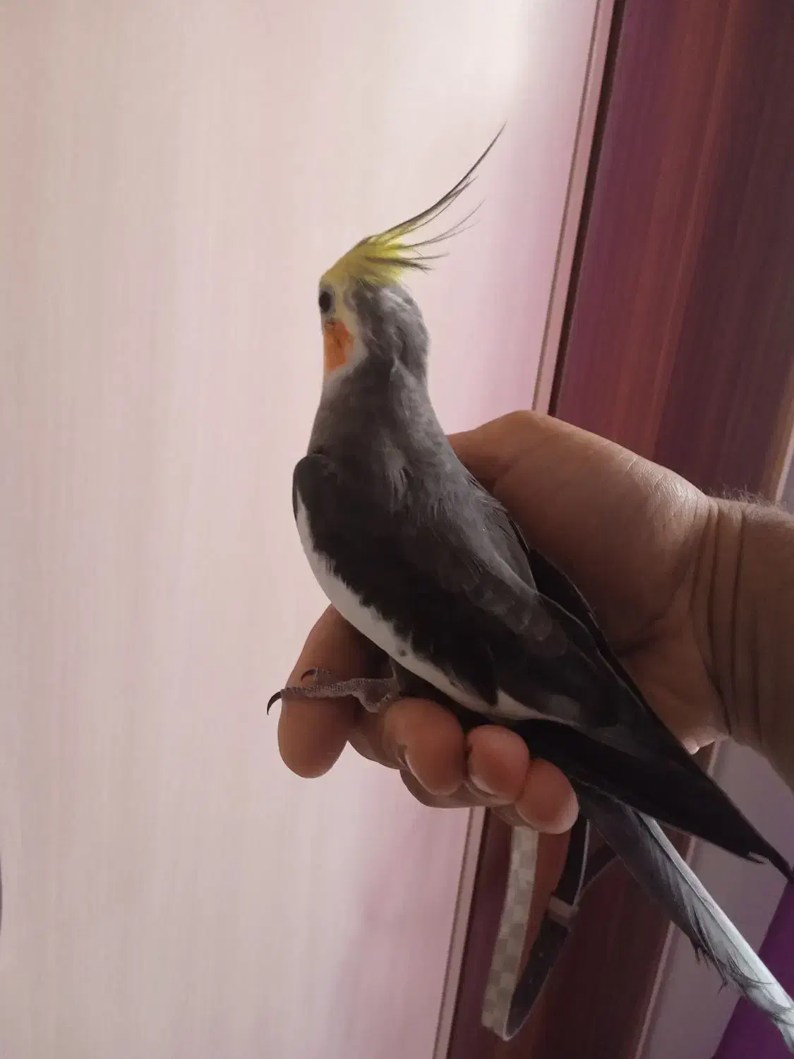 طوطی عروس|پرنده|رشت, کوی مهر|دیوار