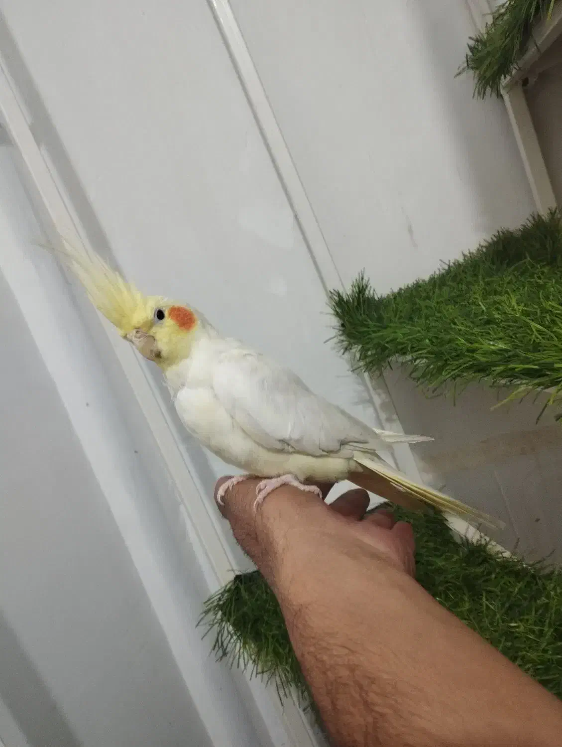 عروس هلندی لوتینو اهلی|پرنده|تبریز, |دیوار