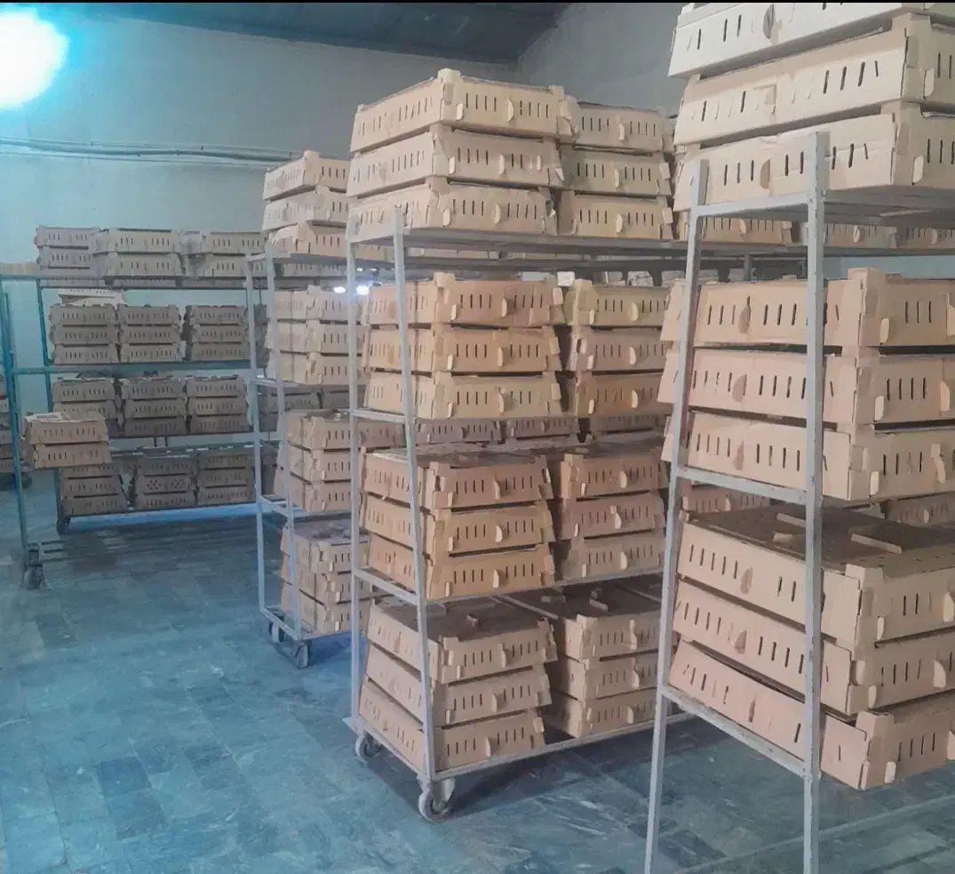 مجموع طیورسلامت ولیعصر جوجه رنگی اردک )محلی گوشتی|حیوانات مزرعه|تهران, بازار|دیوار