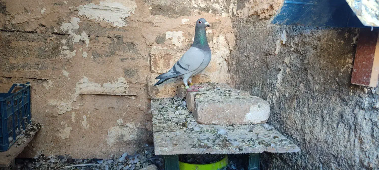 پلاکی مسافتی|پرنده|چگنی, |دیوار