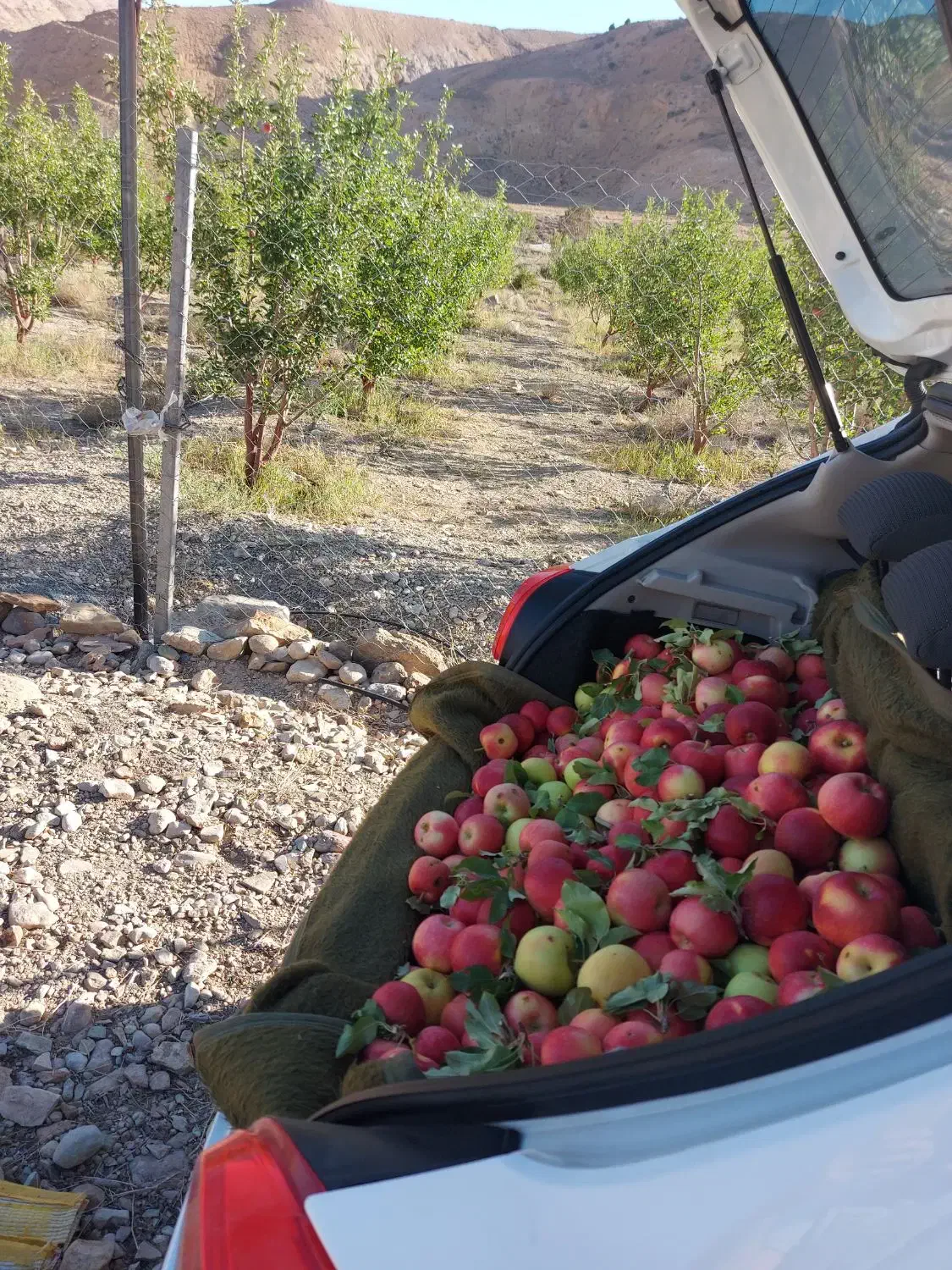 فروش باغ سیب|فروش زمین و ملک کلنگی|هفدر, |دیوار