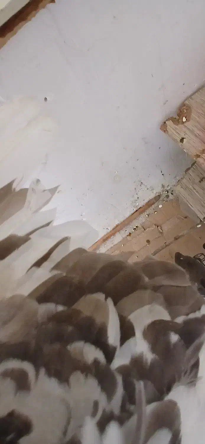 کفتر سوسکی|پرنده|گلبهار, شهر جدید گلبهار|دیوار