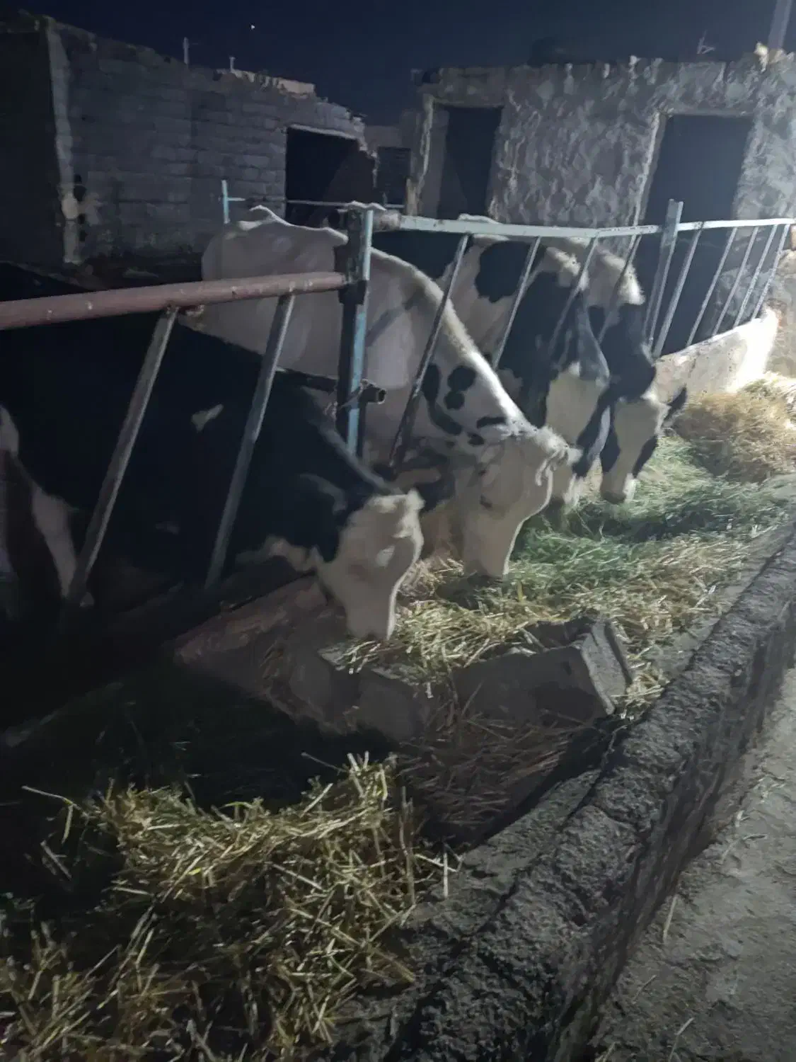 کاه یونجه|عمده‌فروشی|زبرخان, |دیوار