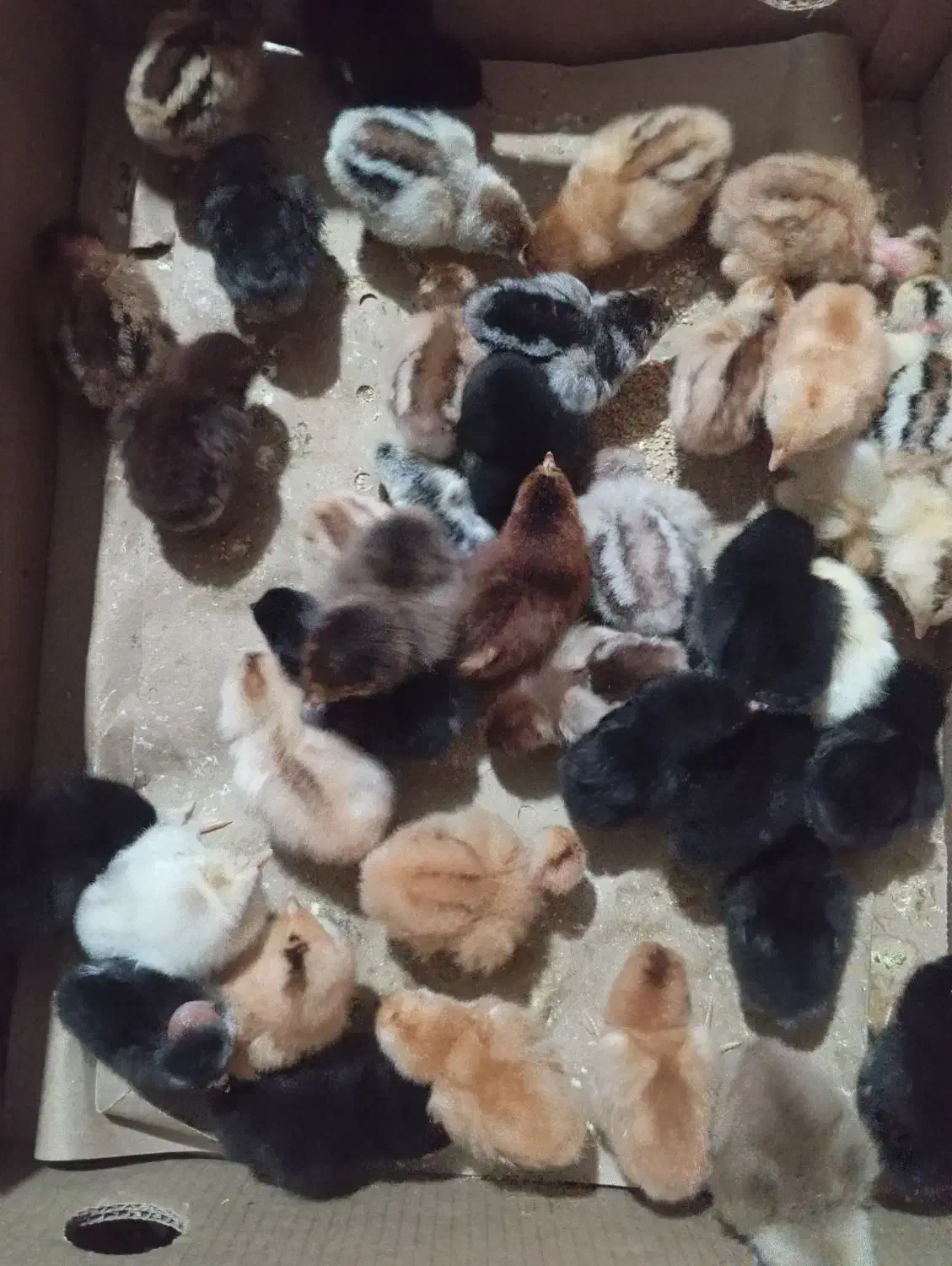 جوجه محلی وجوجه گردن لخت وجوجه برهما|حیوانات مزرعه|نکا, |دیوار