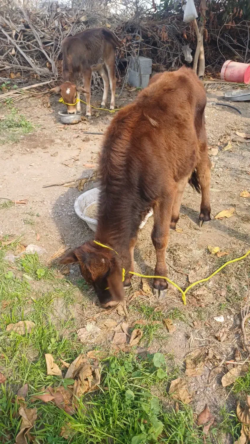 گوساله|حیوانات مزرعه|میناب, |دیوار