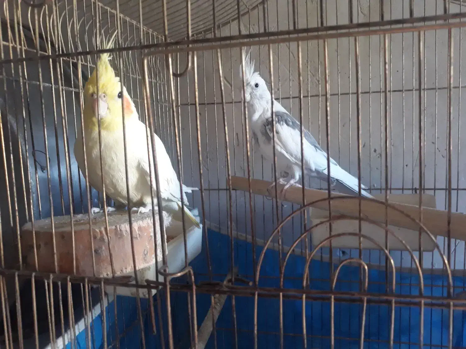 عروس هلندی|پرنده|هریس, |دیوار