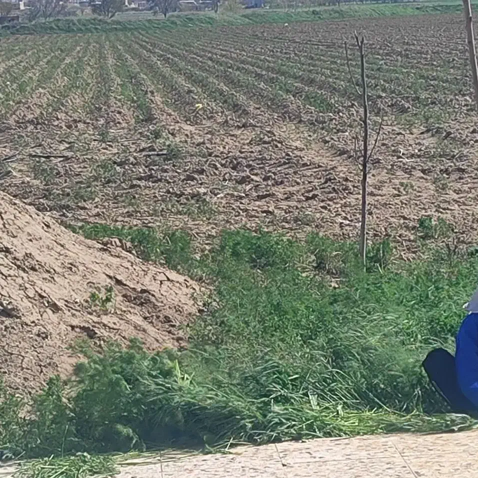 اجاره زمین کشاورزی ۱/۵هکتار۲۰آپاش ۱۰/۵ساعت سهم آب|اجارهٔ دفتر صنعتی، کشاورزی، تجاری|کبودرآهنگ, |دیوار