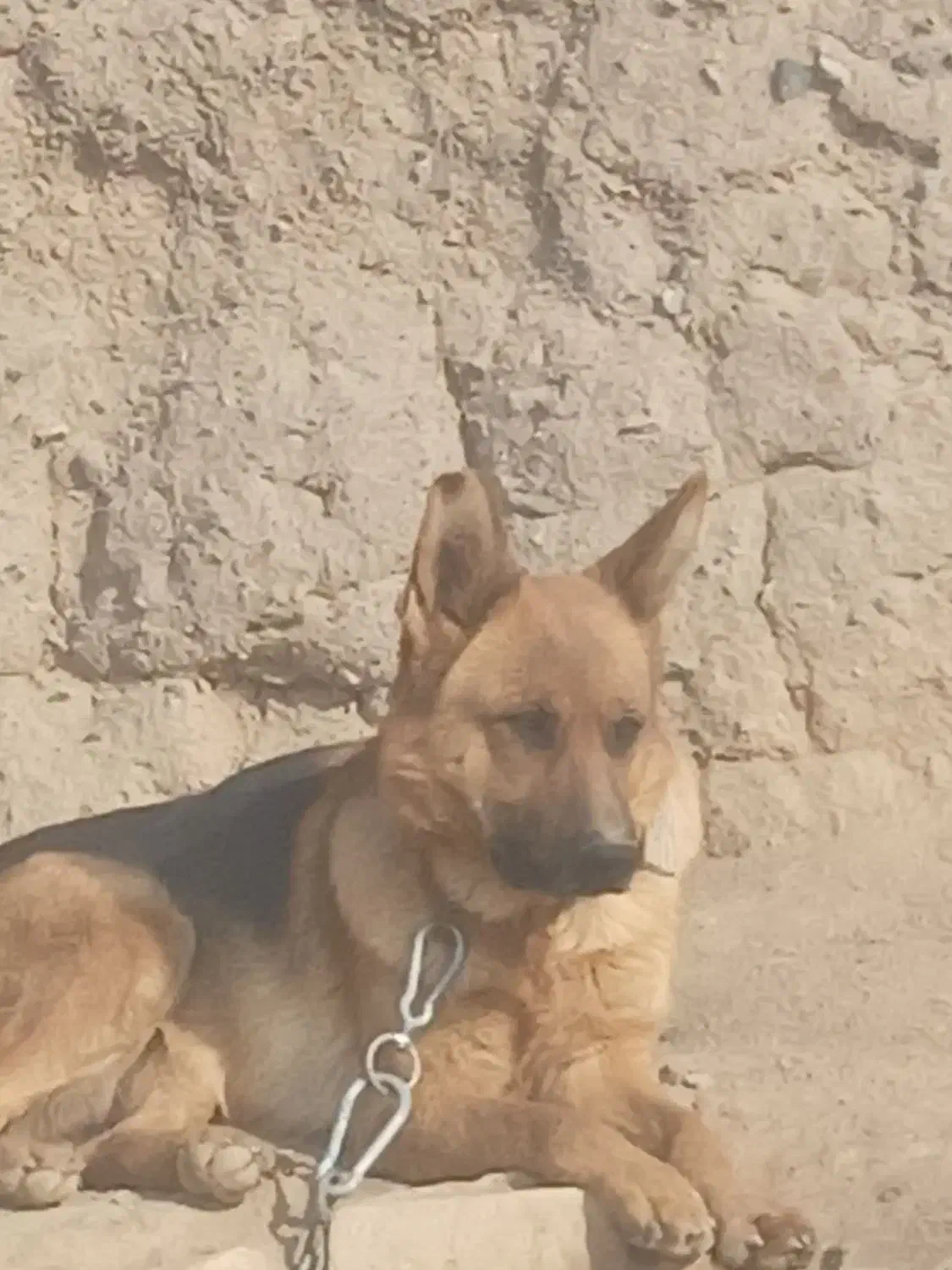 سگ‌ژ|سگ|کوهپایه, |دیوار