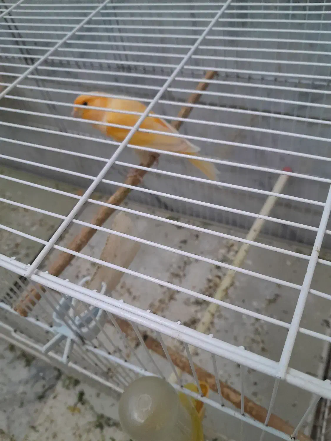 قناری معمولی|پرنده|مهریز, |دیوار