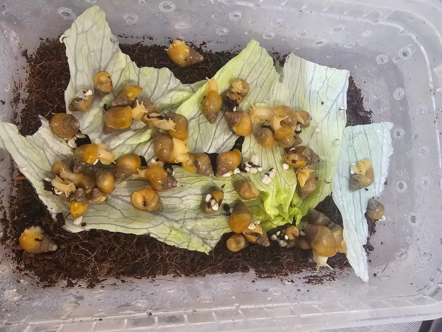 حلزون|خزنده|اصفهان, چرخاب|دیوار