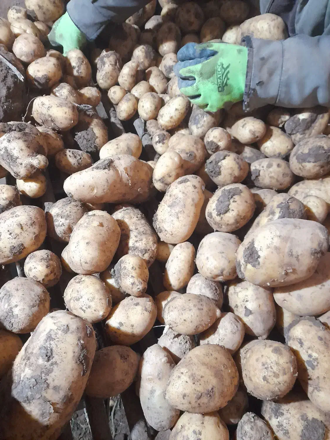 سیب دامی|عمدهفروشی|فیروزآباد (لرستان), |دیوار