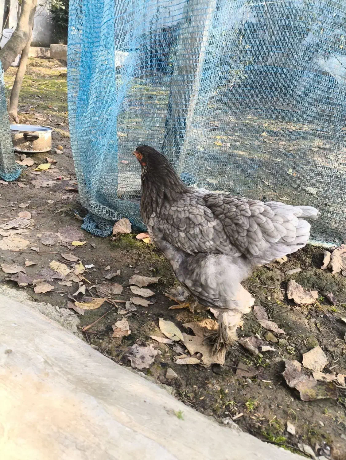 مرغ زینتی|حیوانات مزرعه|لاهیجان, قیام|دیوار