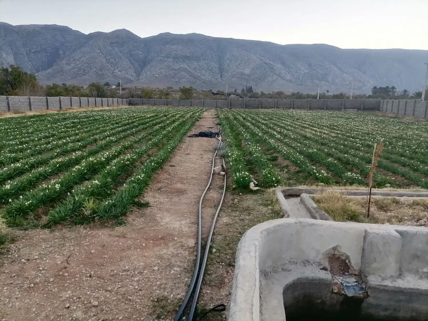 گل نرگس|گل و گیاه طبیعی|بندرعباس, |دیوار