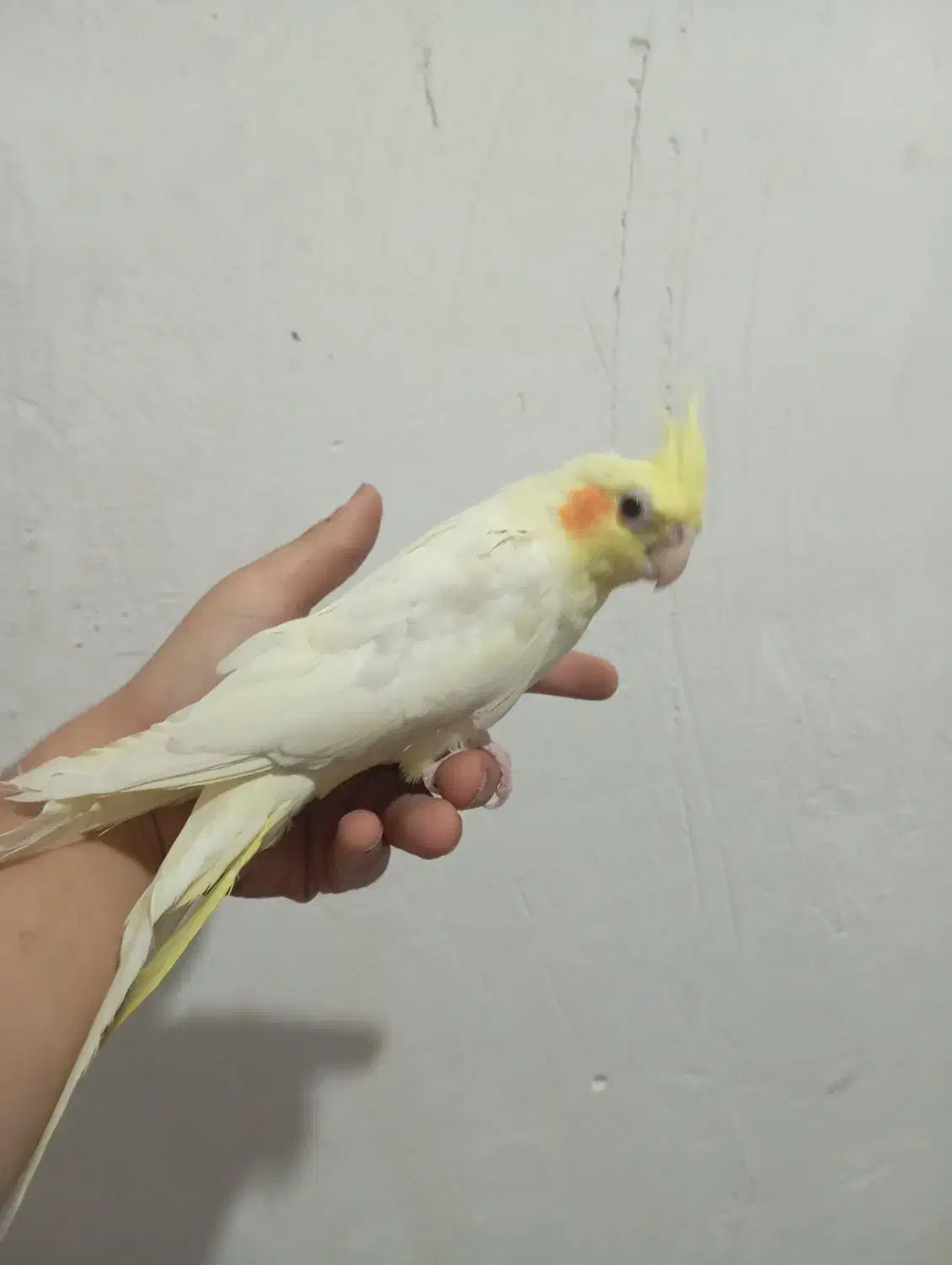 طوطی عروس دارم معاوضه می کنم با قناری نر|پرنده|الوند, |دیوار