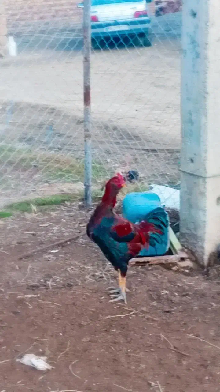 معاوظه با مرغ محلی|حیوانات مزرعه|صومای برادوست, |دیوار