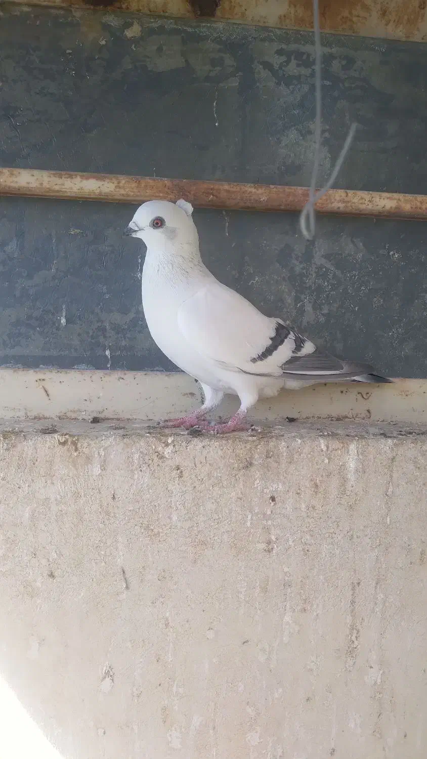 شامی|پرنده|شوشتر, |دیوار