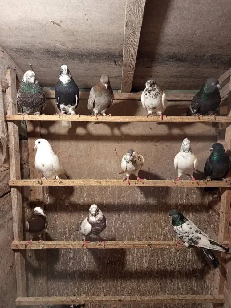 کبوتر|پرنده|رشت, نامجو|دیوار