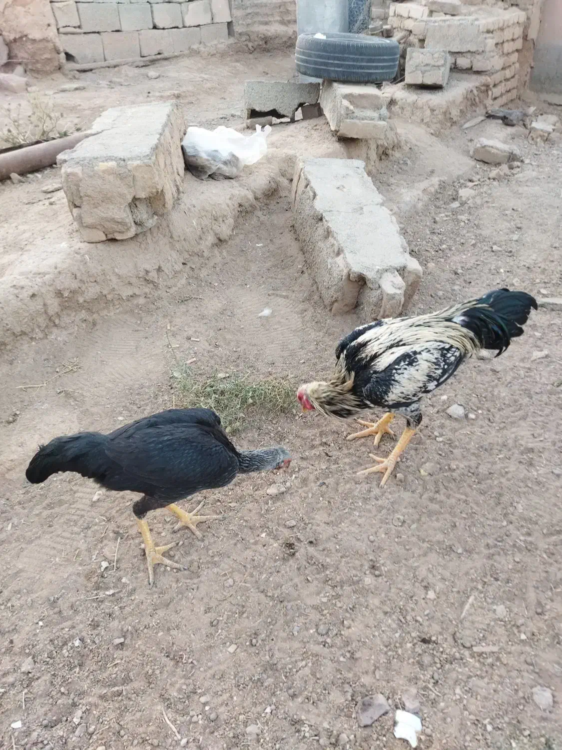 جفت لاری|حیوانات مزرعه|گناباد, |دیوار