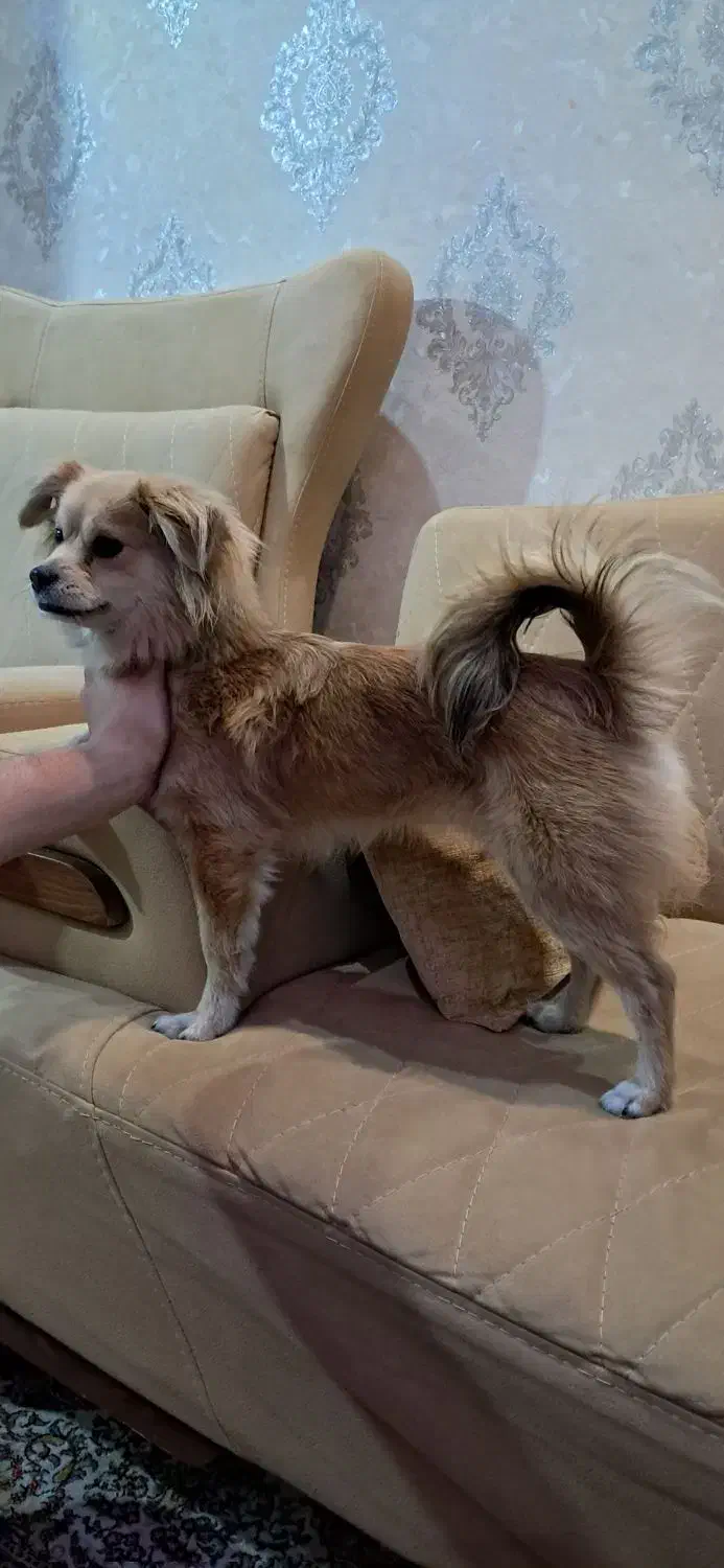 سگ پامر|سگ|مشکیندشت, |دیوار