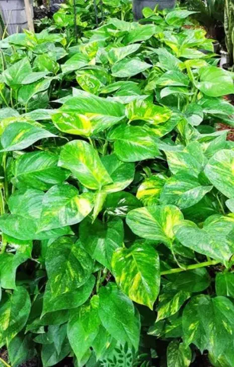 انواع گل و گیاه|گل و گیاه طبیعی|گنبد کاووس, |دیوار