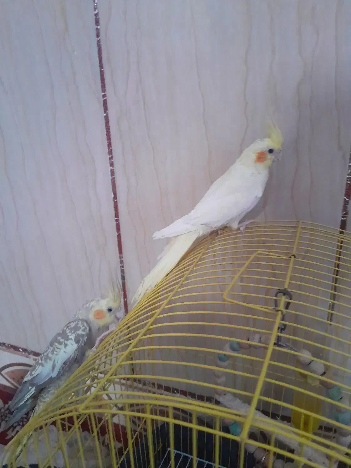 عروس هلندی|پرنده|کرباسک, |دیوار