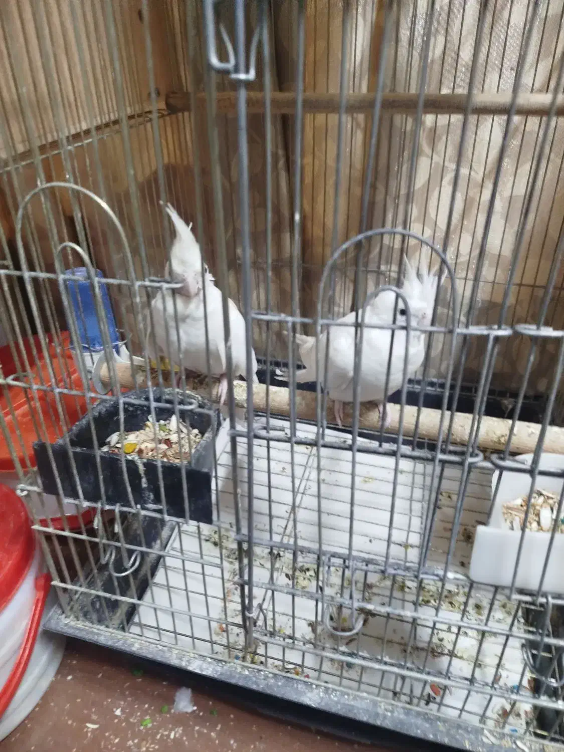 فروش سه جفت عروس مولد|پرنده|تهران, آهنگ|دیوار