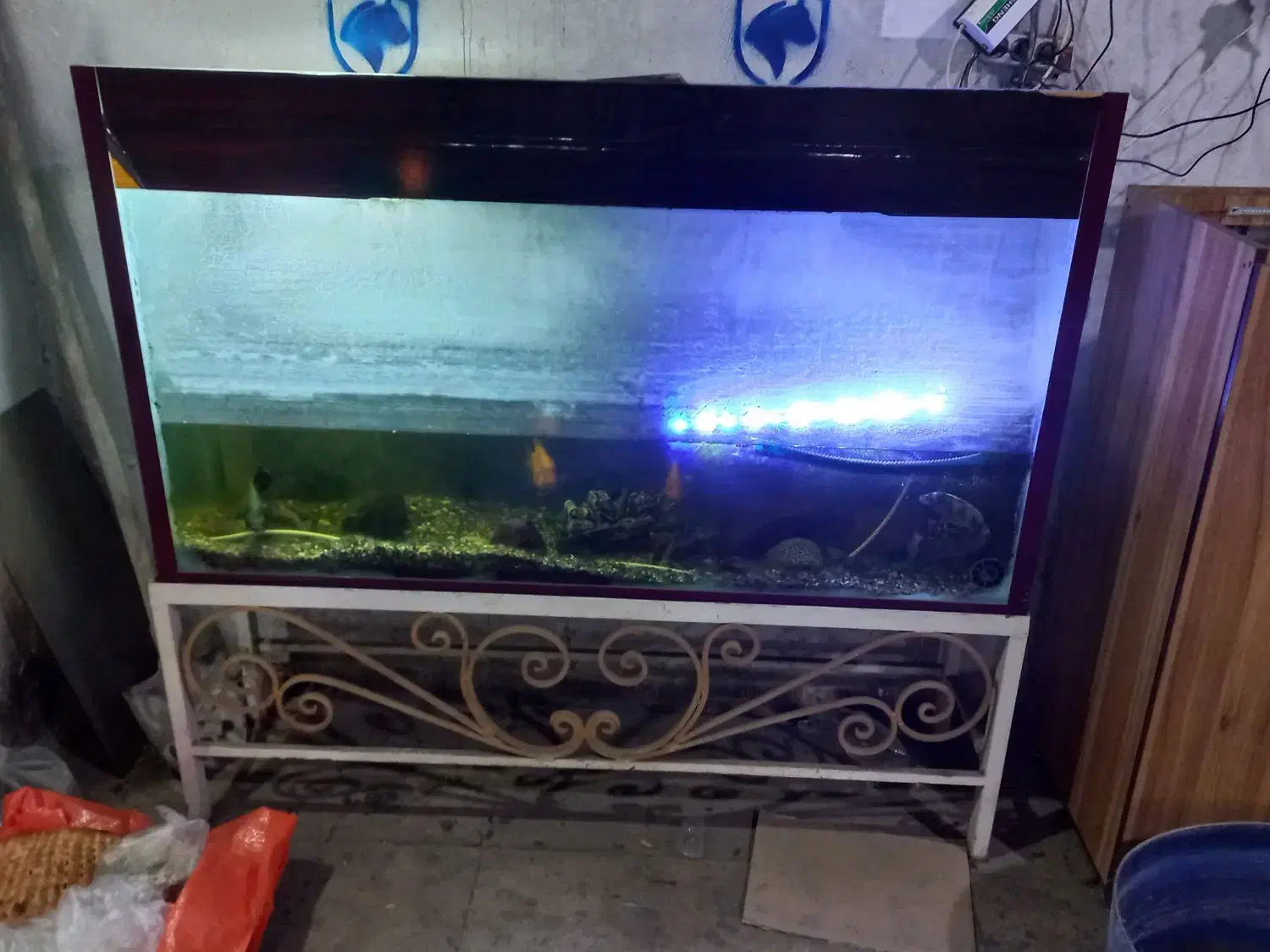 آکواریوم با ماهی و وسایل|ماهی|زنجان, |دیوار