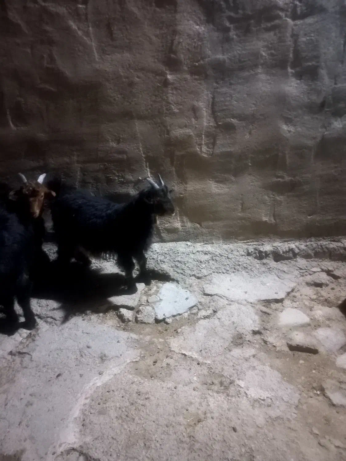 بیگ|حیوانات مزرعه|شوشتر, |دیوار