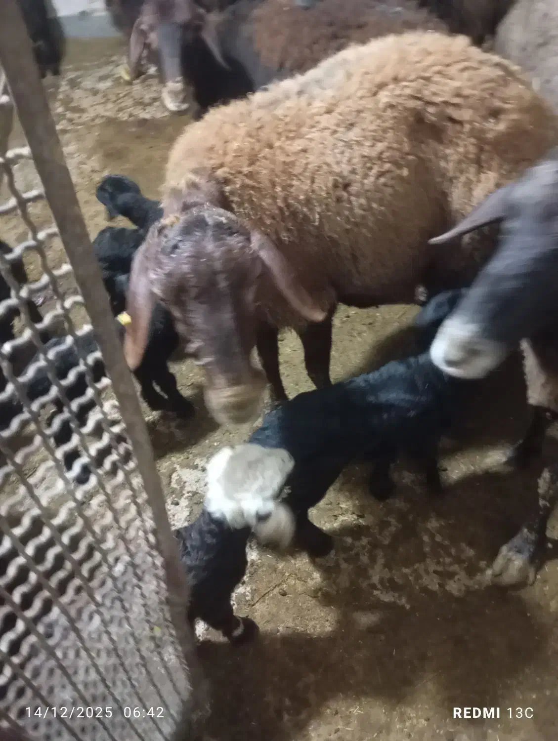 بره شیری. میش. گوسفند|حیوانات مزرعه|سلیمان, |دیوار