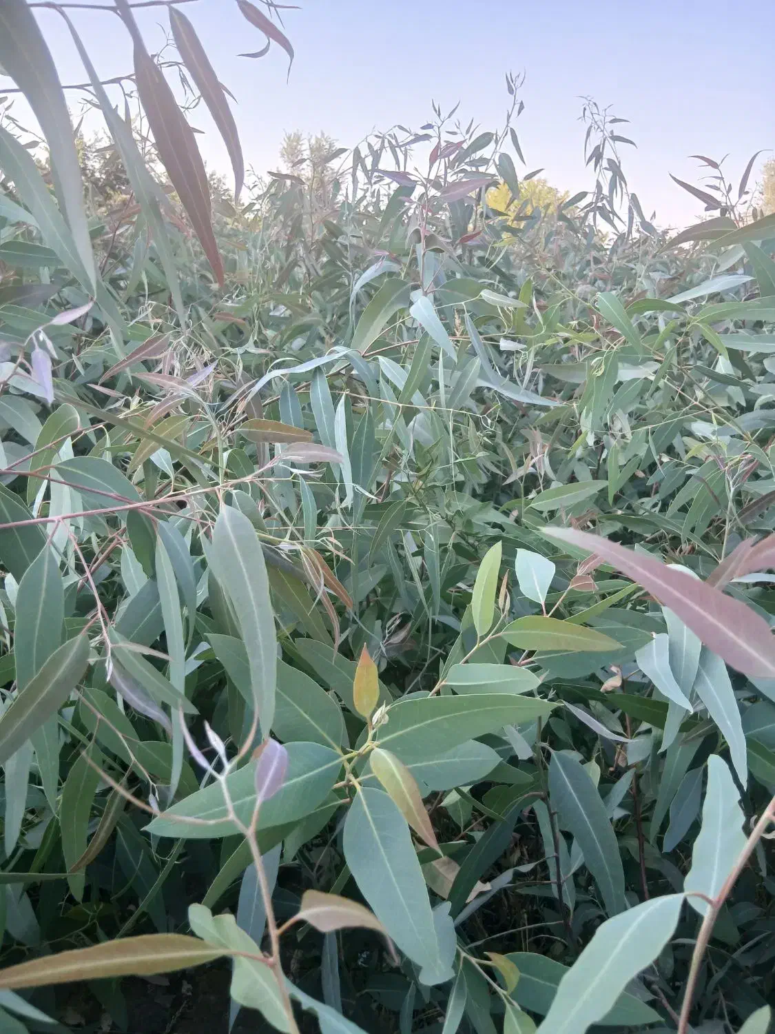 اکالیپتوس دوساله تولید اصفهان در فضای باز|خدمات باغبانی و درختکاری|اصفهان, سودان|دیوار