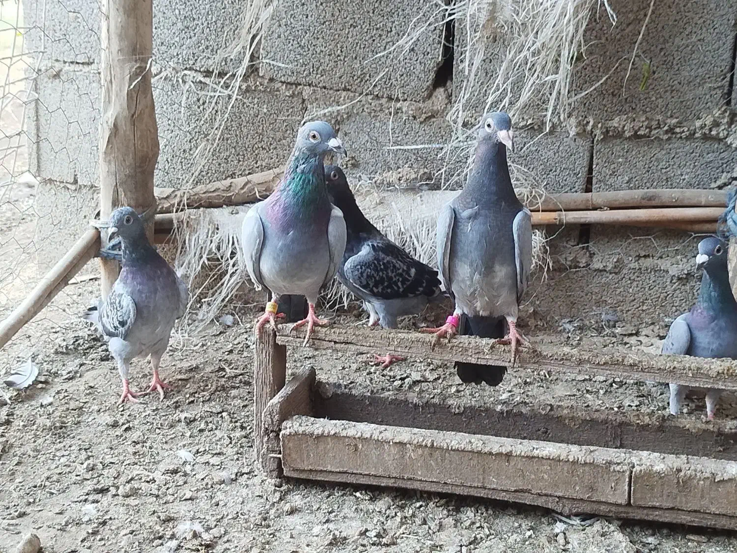 آلمانی جوانه با یک جفت جوجه|پرنده|گنبد کاووس, |دیوار